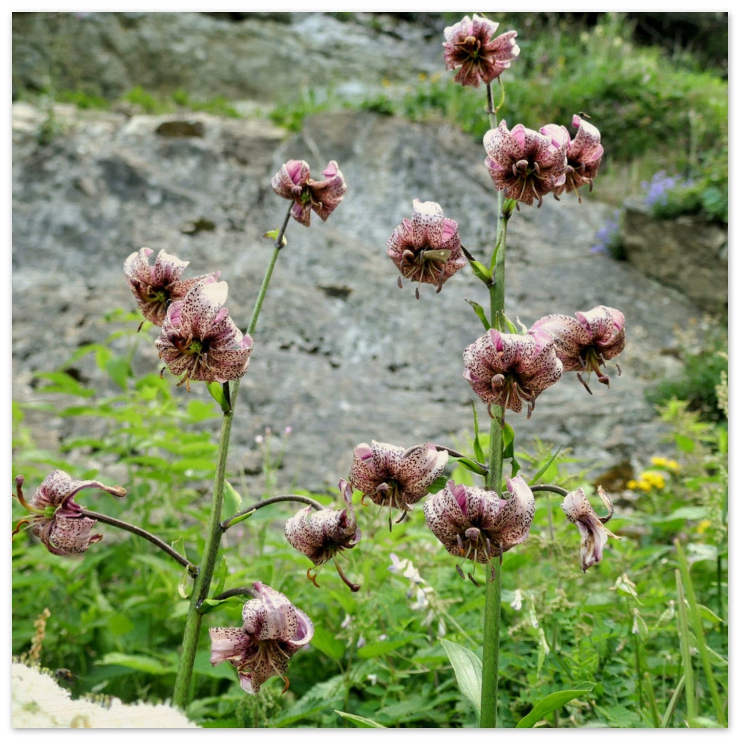 05aaad12-d0f4-4a1f-82c8-d06ce3a831bc