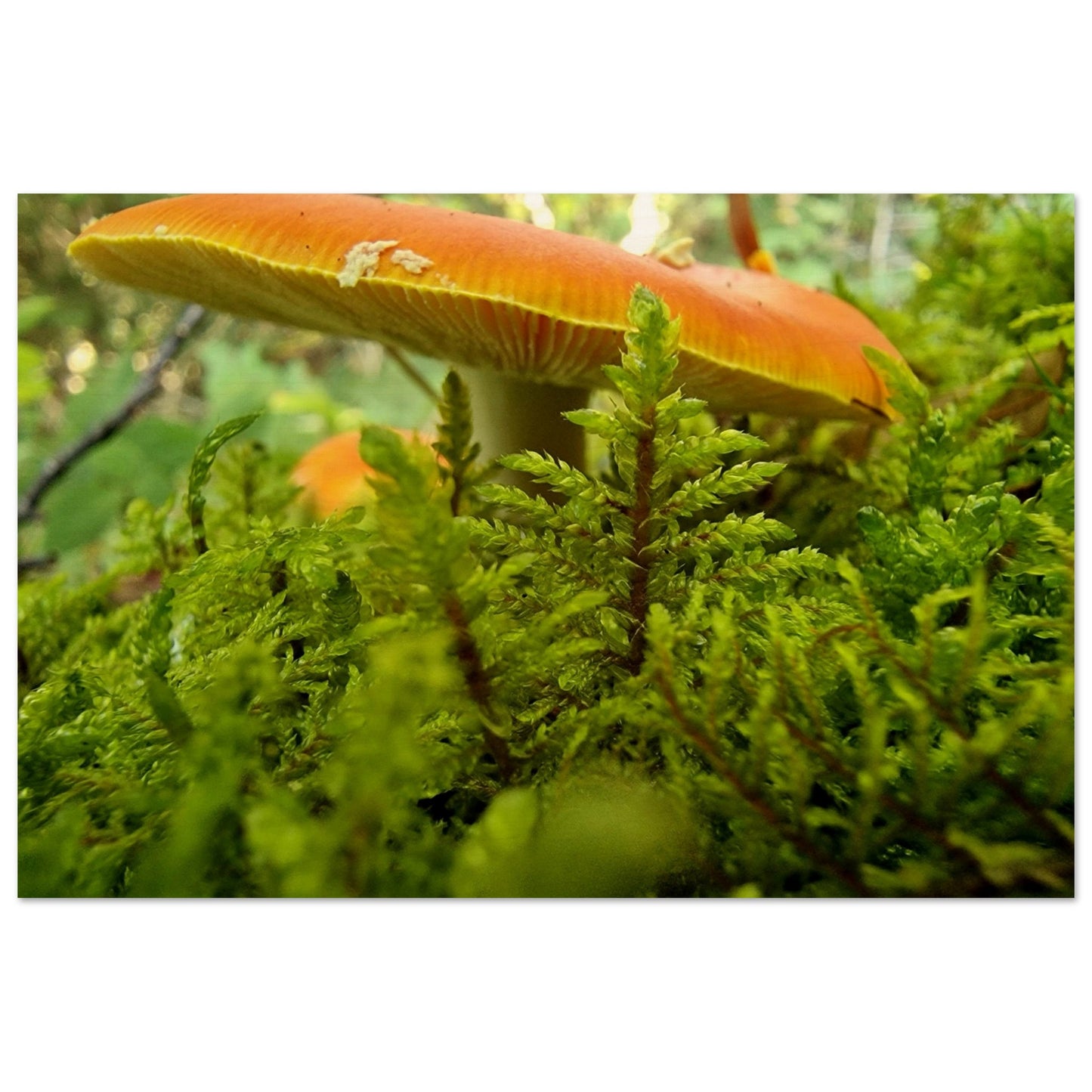 0b95a07f-22b8-4b12-b5f8-ed2756ff079c