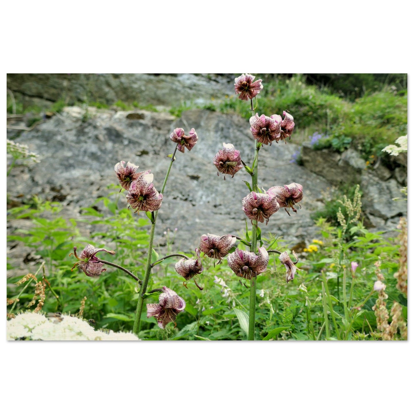 17e672fa-abcd-4cc0-9995-e0fa9c4df7f6