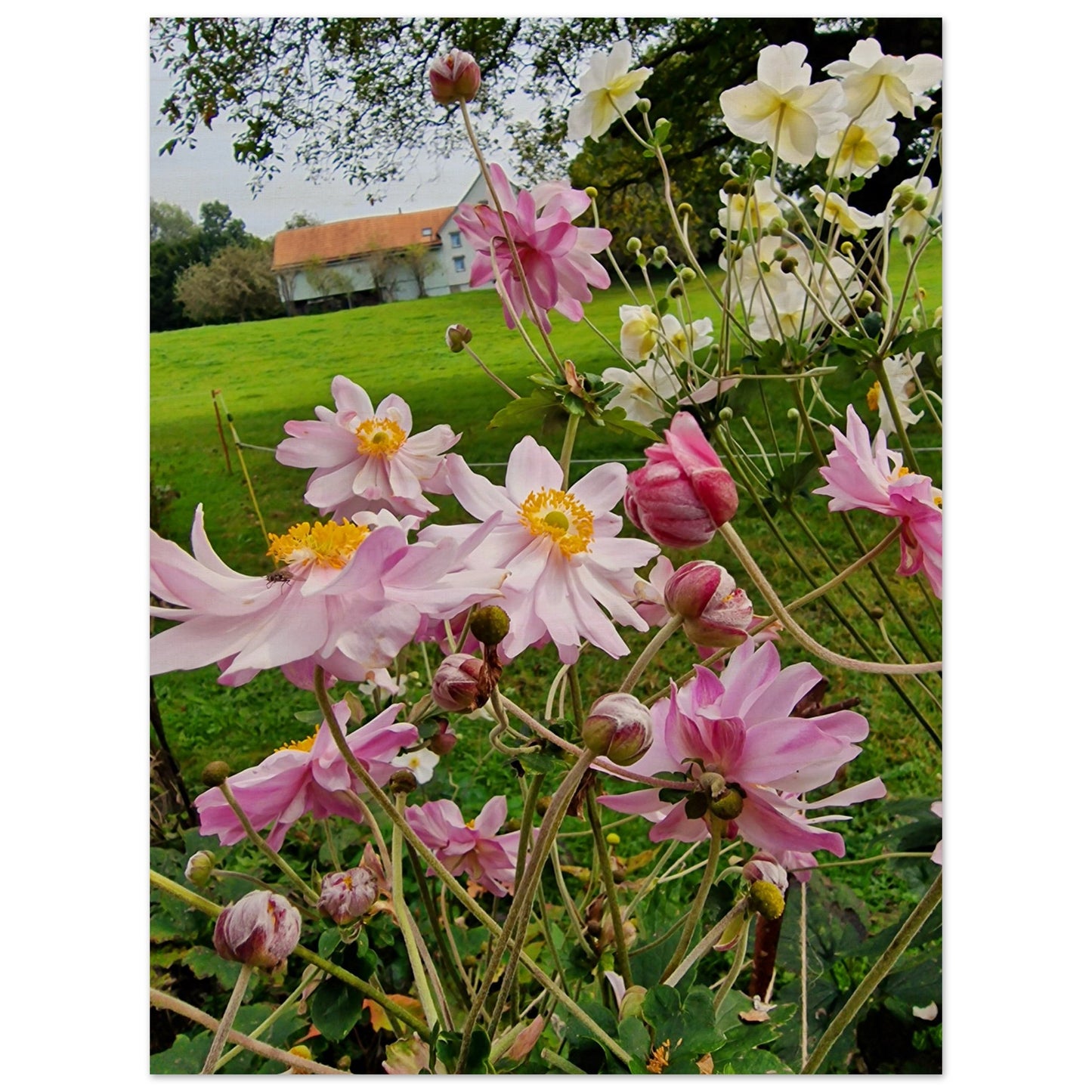 24731ef2-5cdd-49a8-922a-e0249c7c4c00