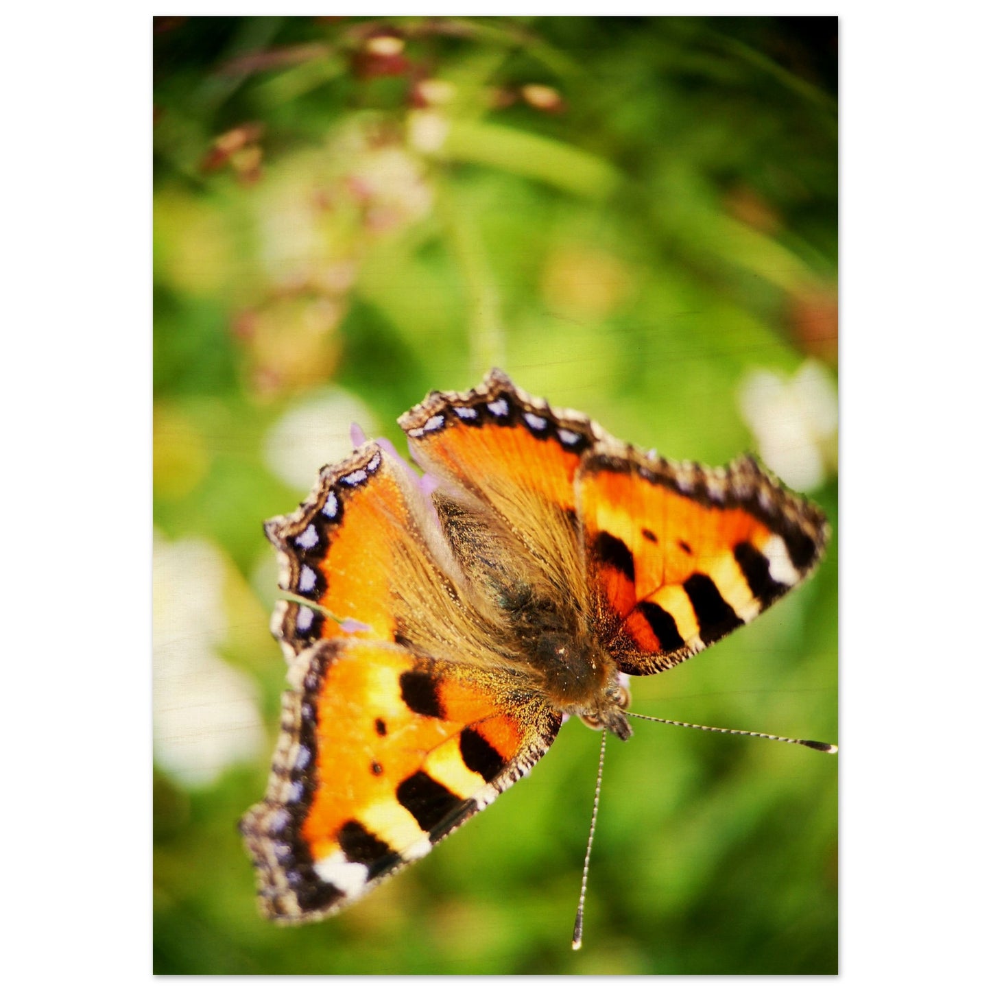 267ea8b2-69f2-47e8-bb7b-2a98da456255