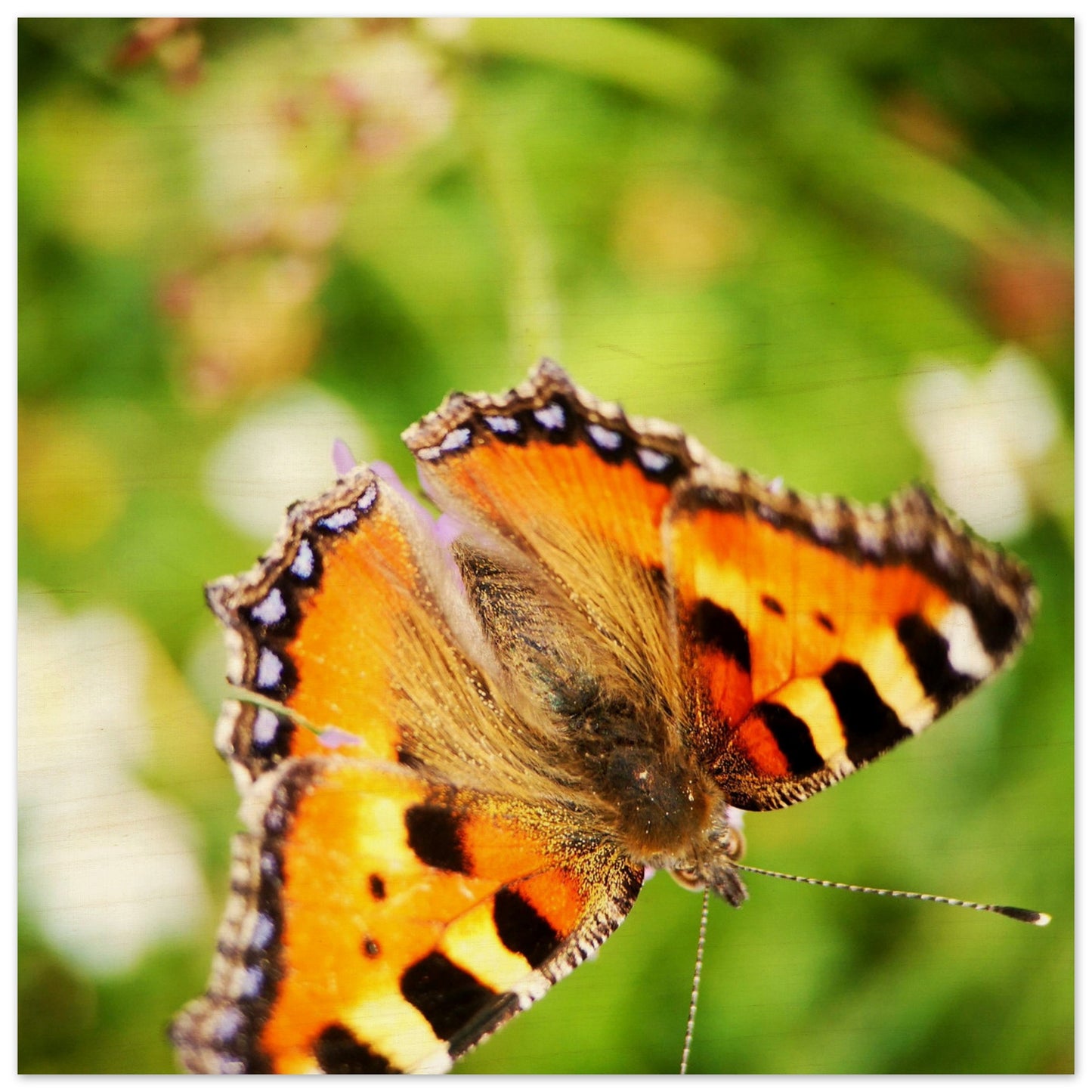 27796ae3-8402-4535-b95b-c3d40db9e453