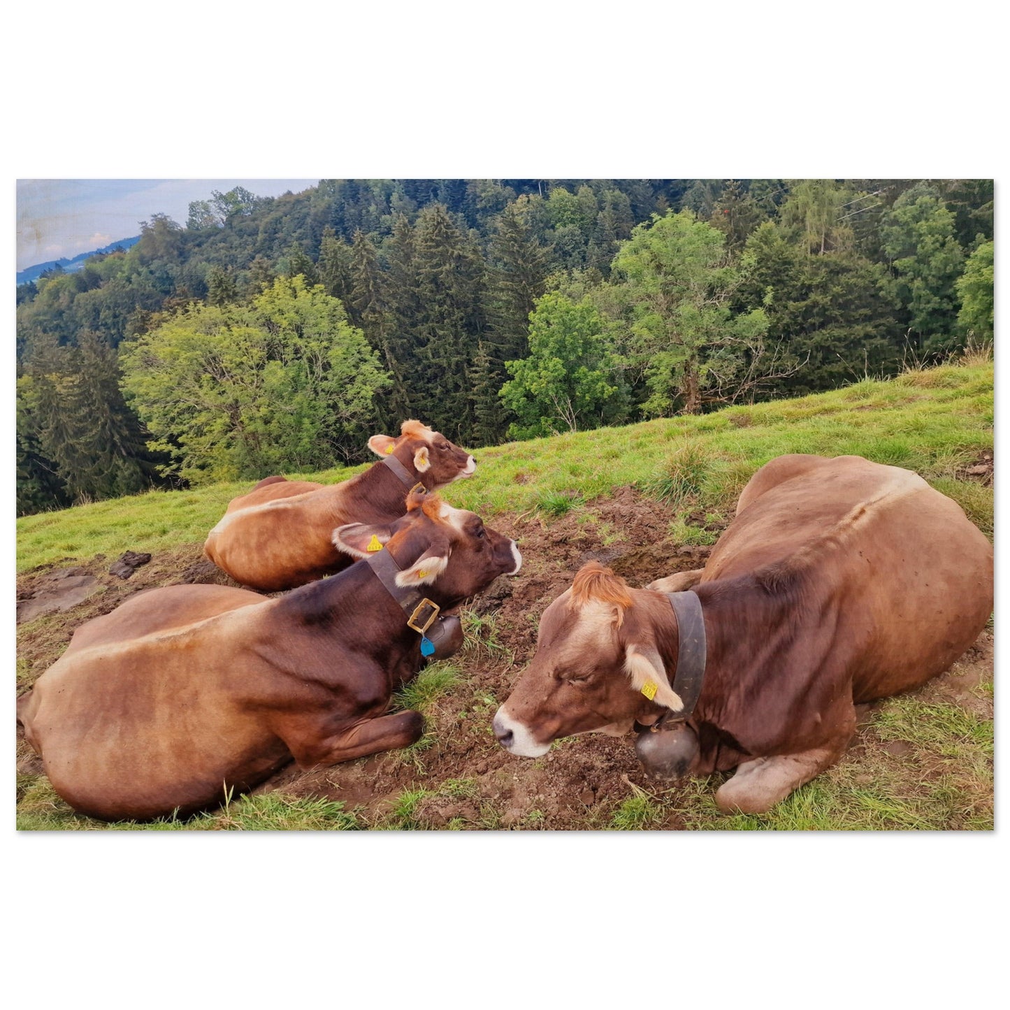 2cf31ab6-d0c6-4ea1-ab12-c8ece4cb679f