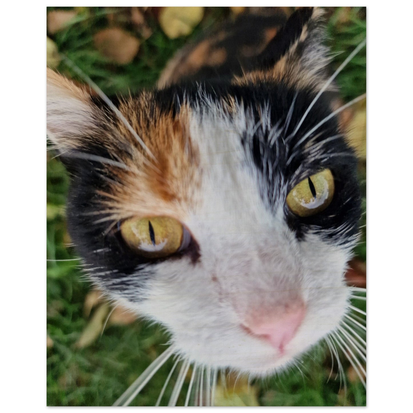 30e9c412-5d81-4241-96dc-3d78c941ca31