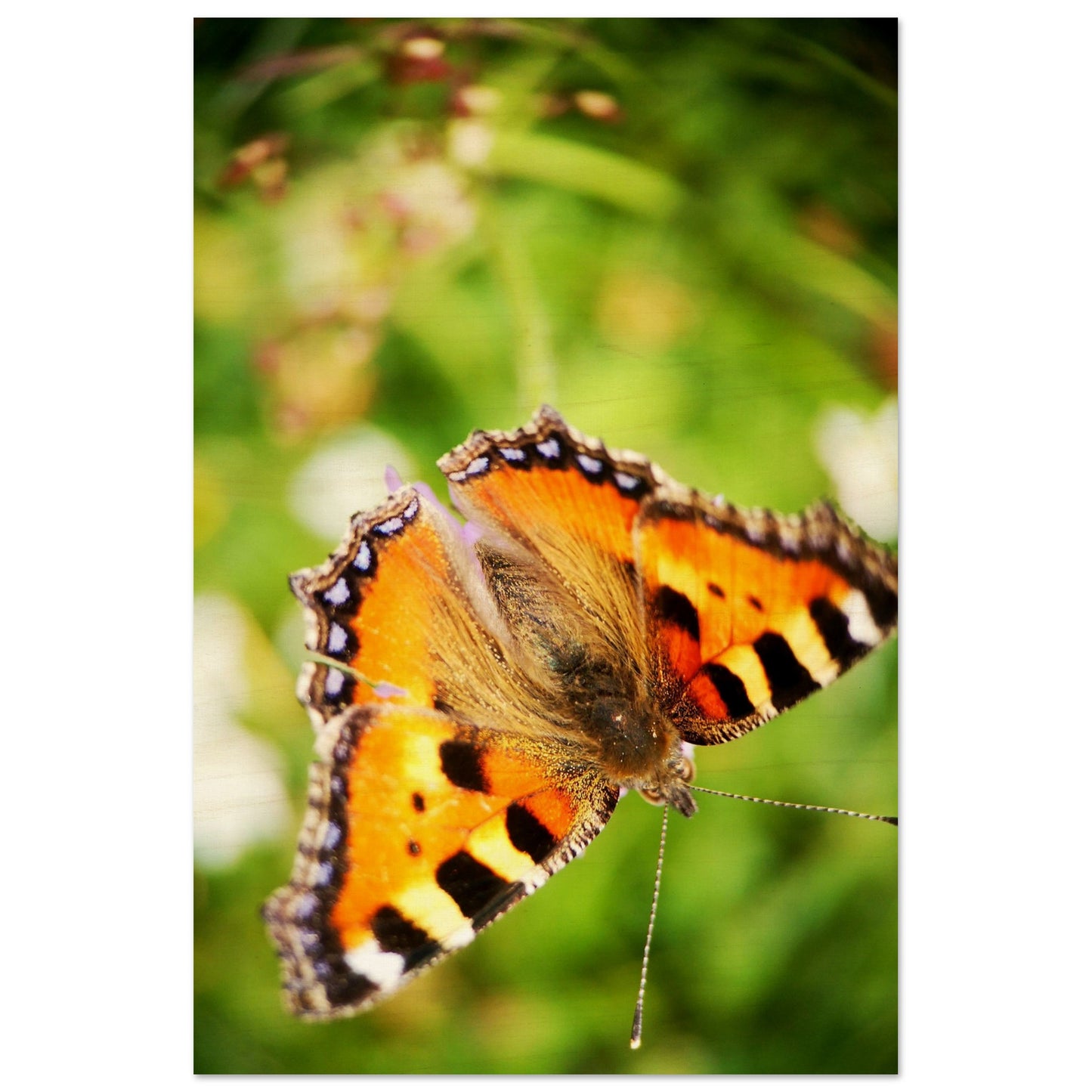 3c6abbcf-ba57-42a3-8770-8ae55f299212