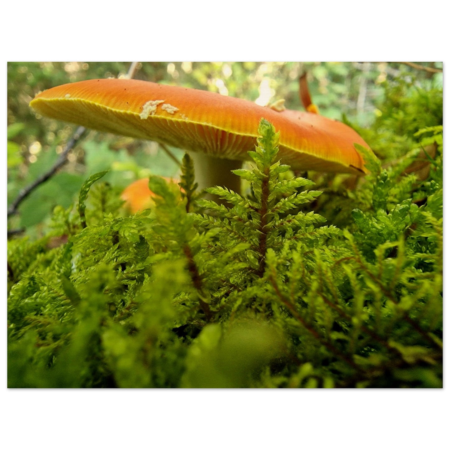 3f379032-f33d-4204-b985-33b724b97a05