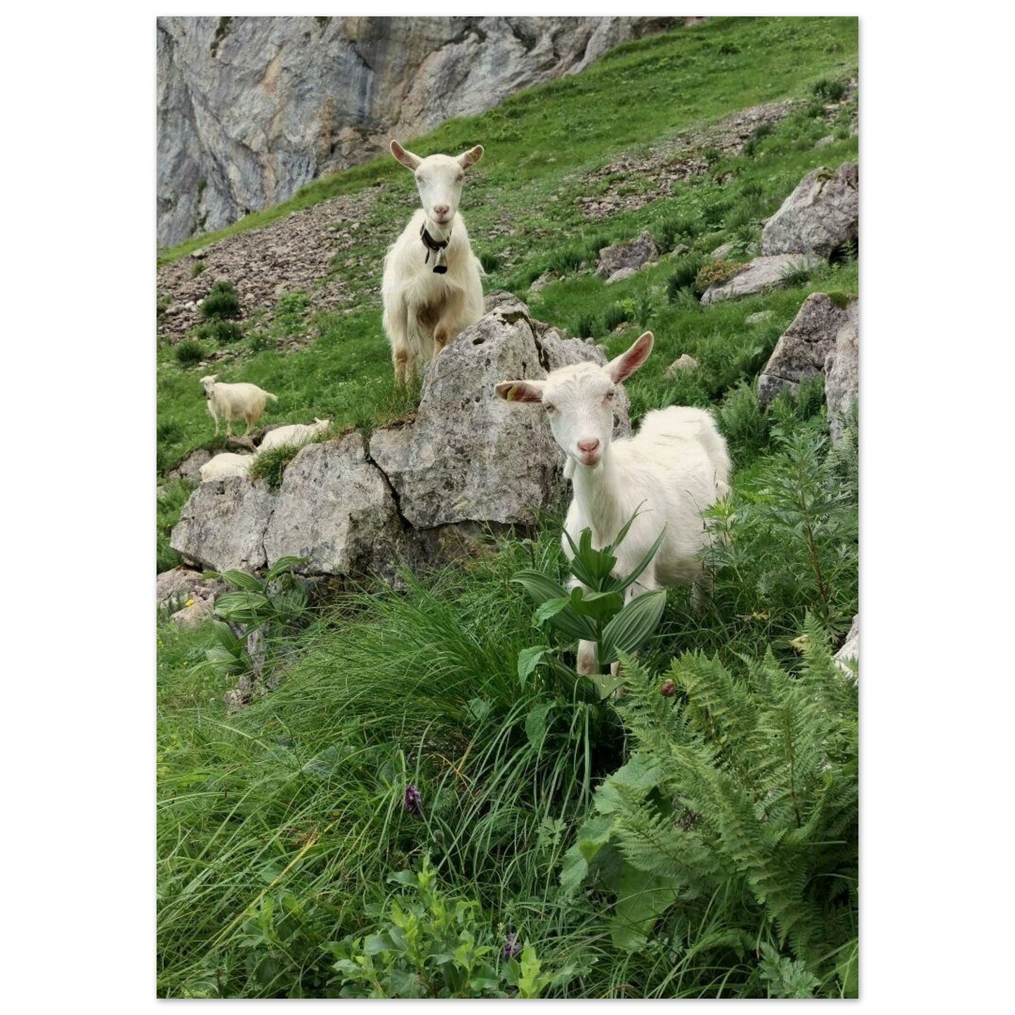 4d7cc550-b8bb-448c-ba21-431e861b3168