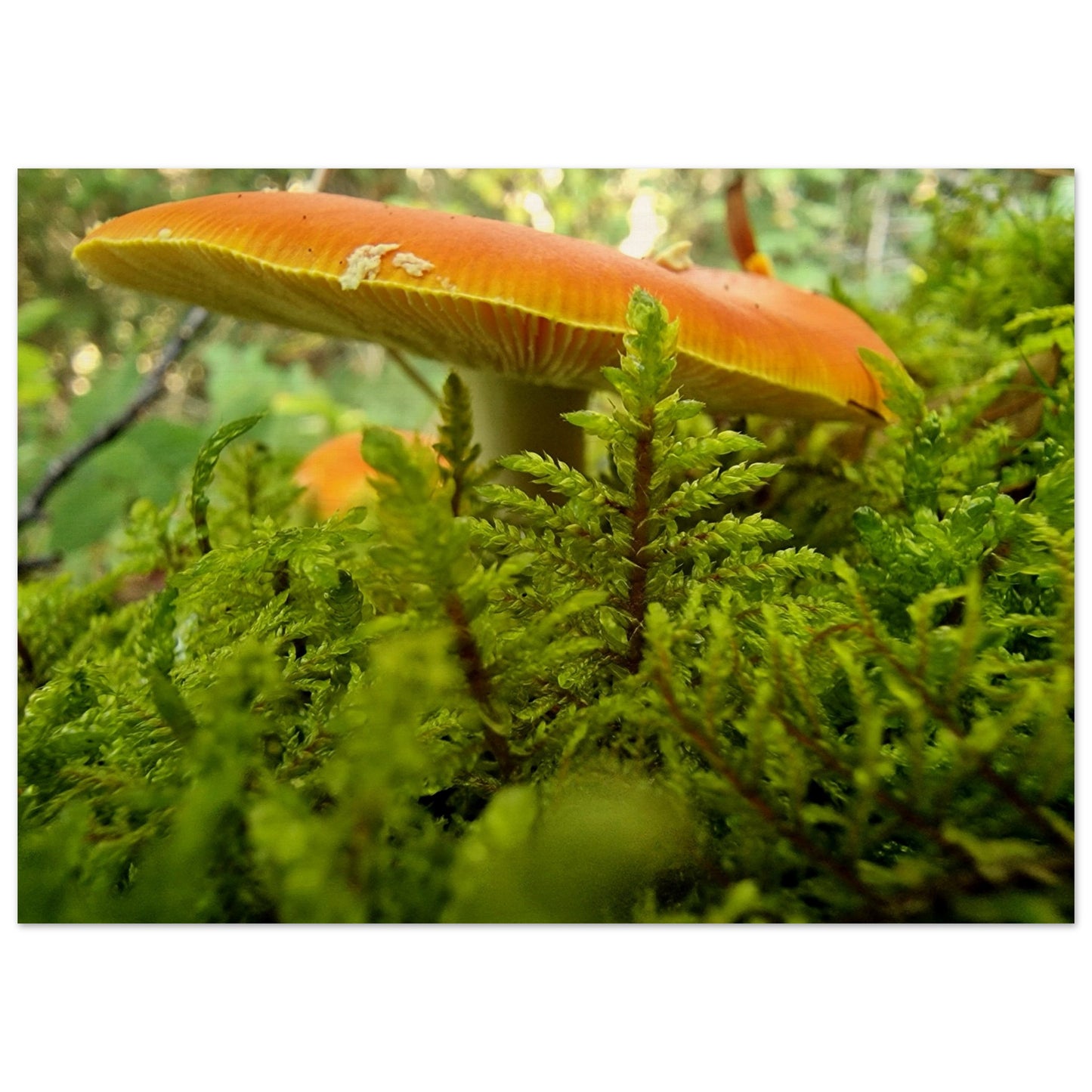 57250eae-b8bc-40fd-b1ee-4d1c4d71a442