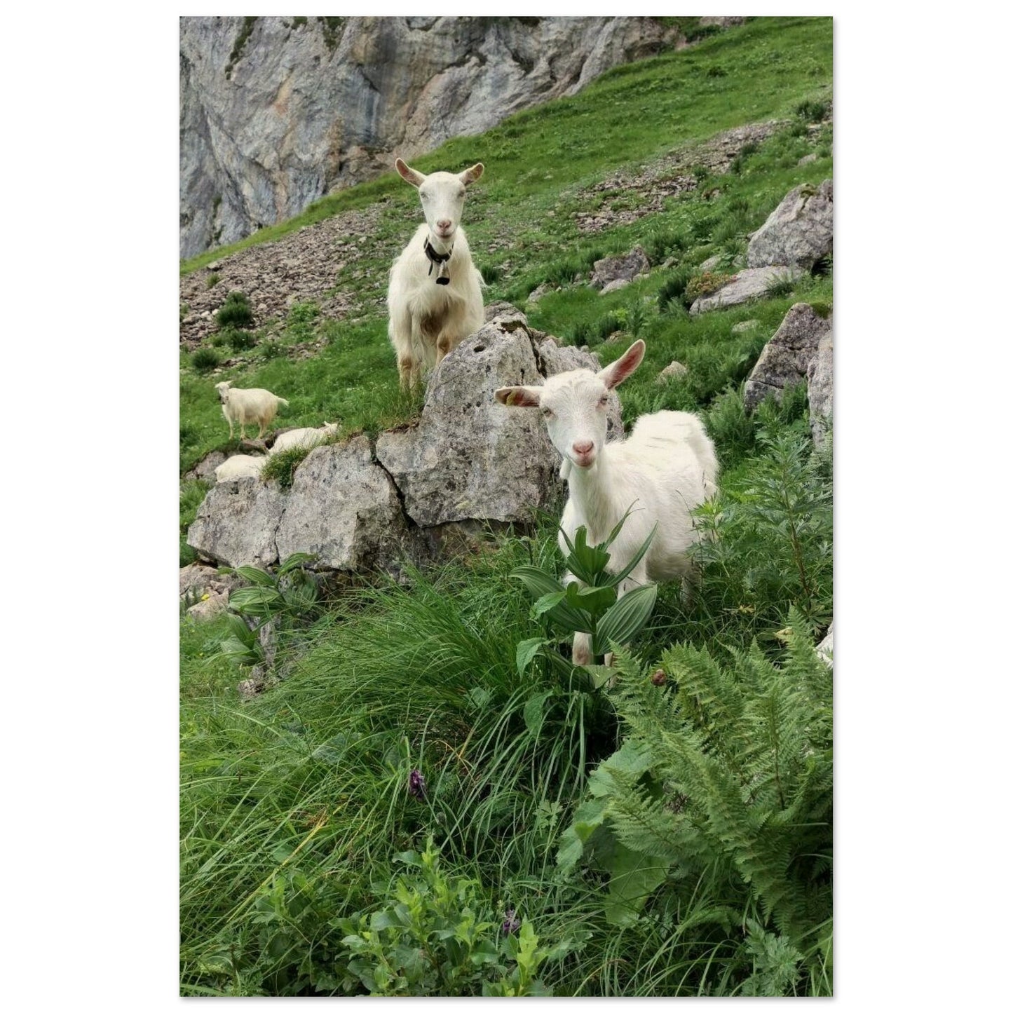 5a915c99-c7bb-4272-a55c-bbd654398b98