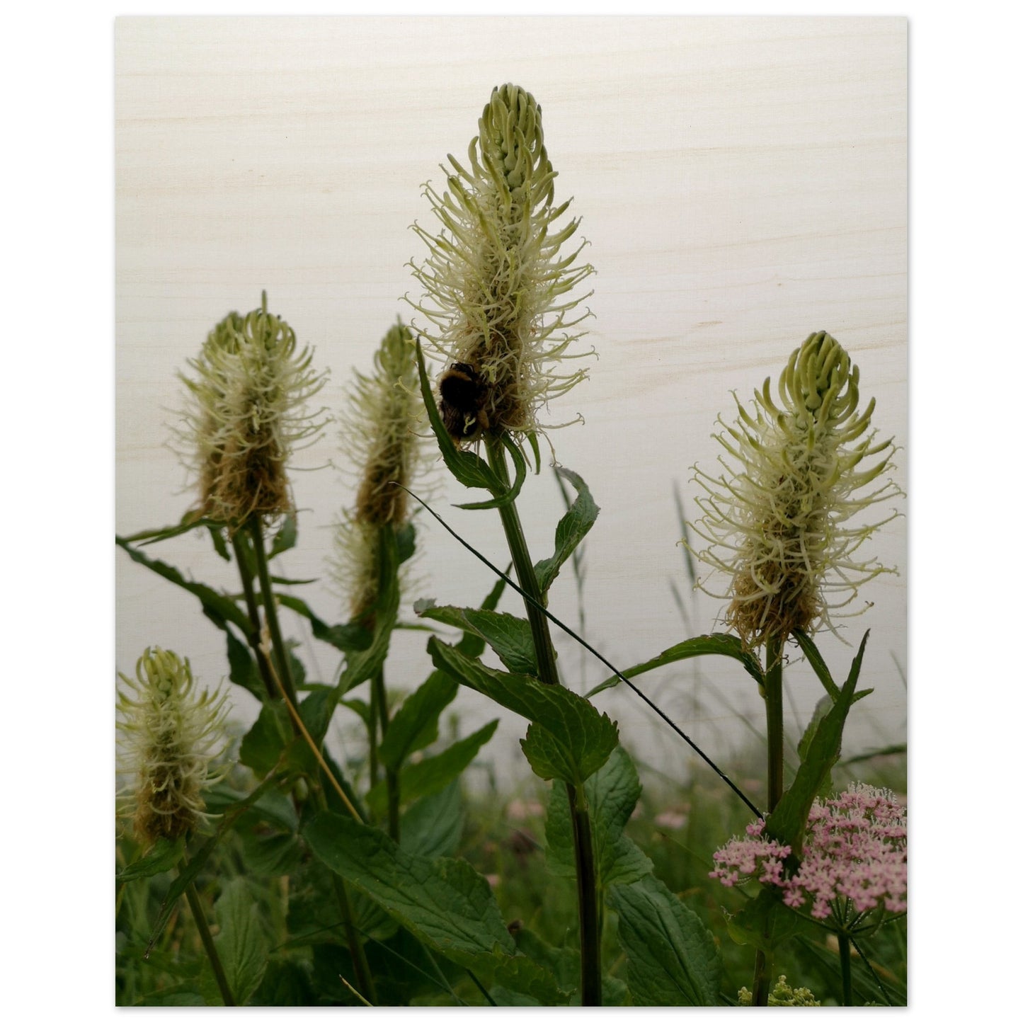 5cb077dc-34ad-4809-920a-5cd024efcff2