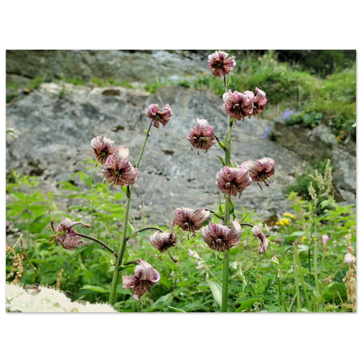 6d1c9832-4ff4-4e0a-bcec-991d8de72cca