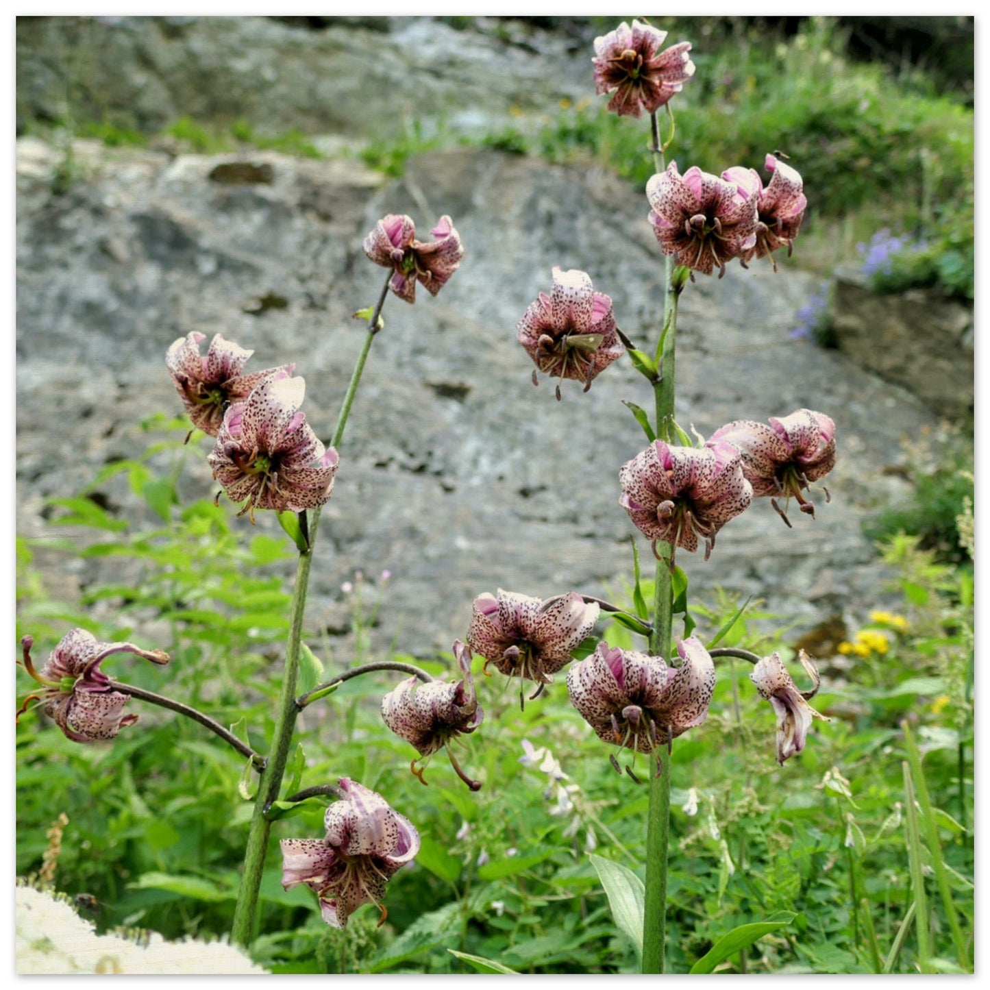 6f544eb7-1e86-4327-9555-c87821d91443