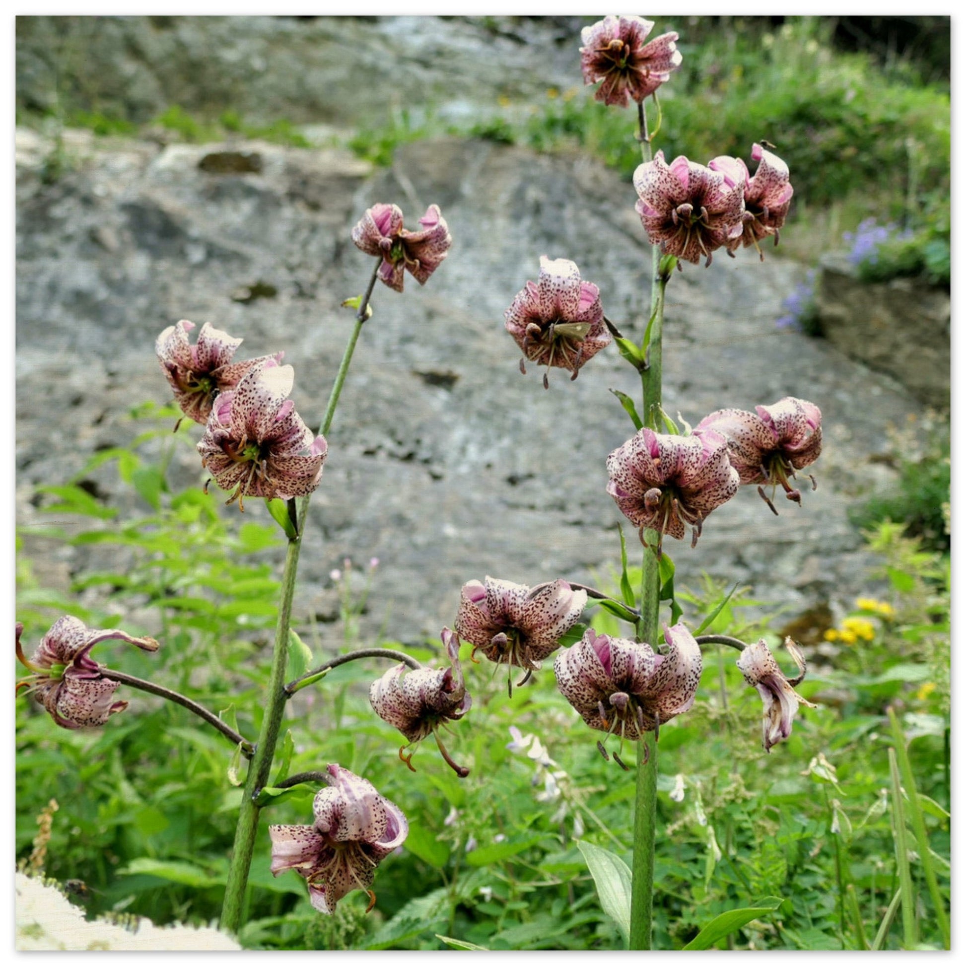 86737a16-e49a-4da5-ad87-9d7e222f6aef