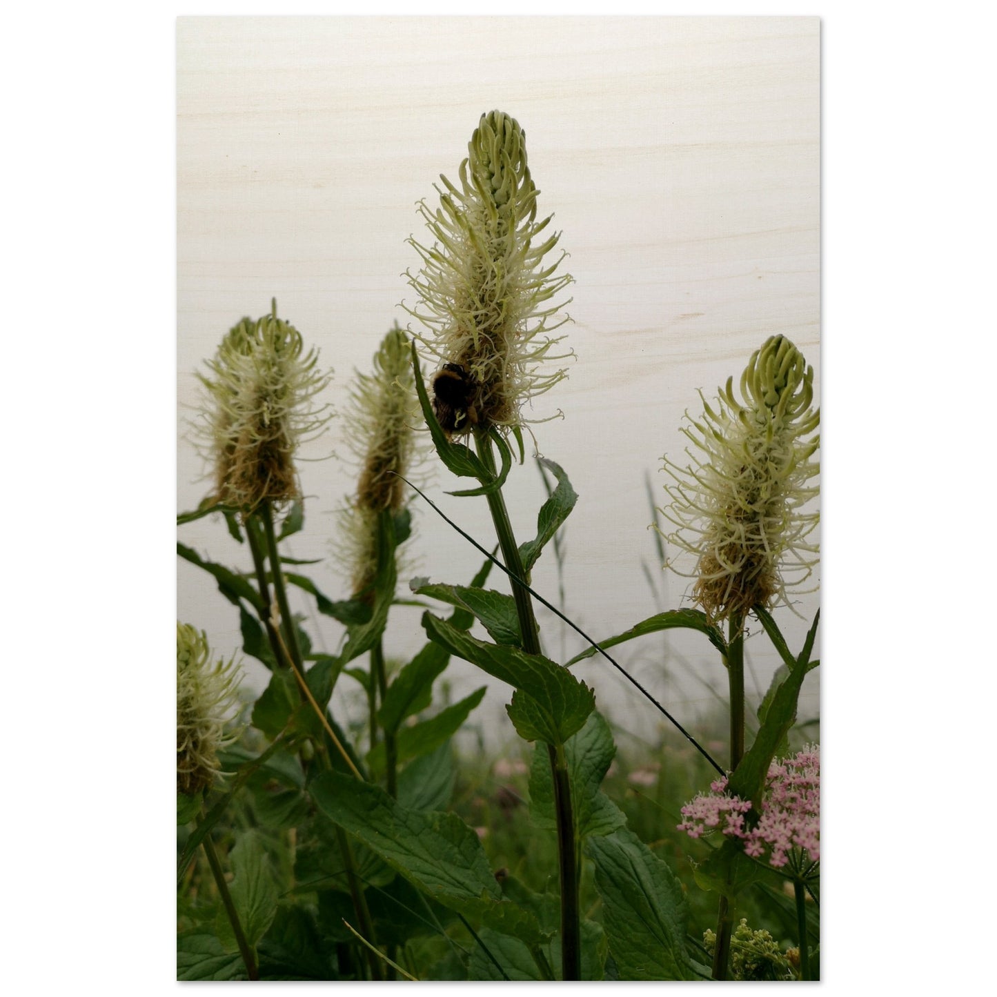 87d2ba2b-083b-46ff-b100-e71009462a29