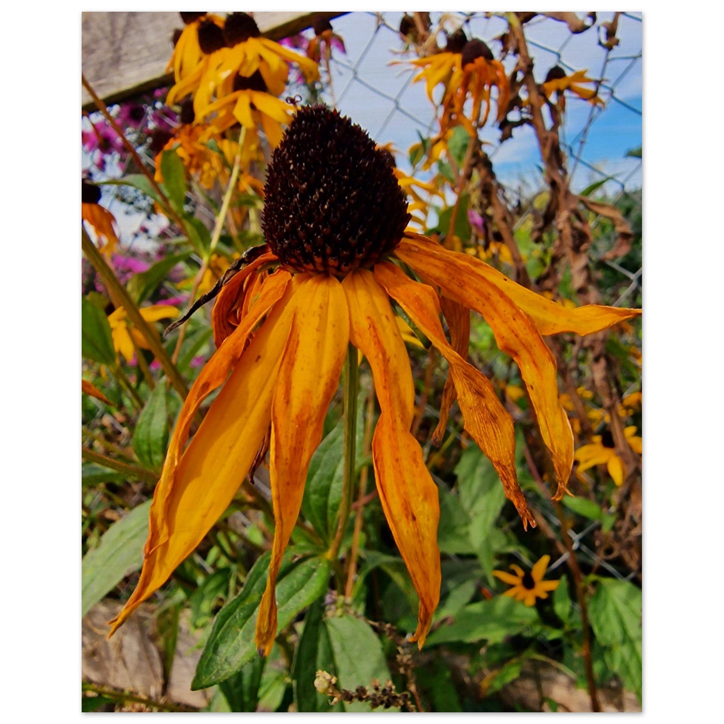 88985ce1-7c40-43f4-bcc9-8485756e7459