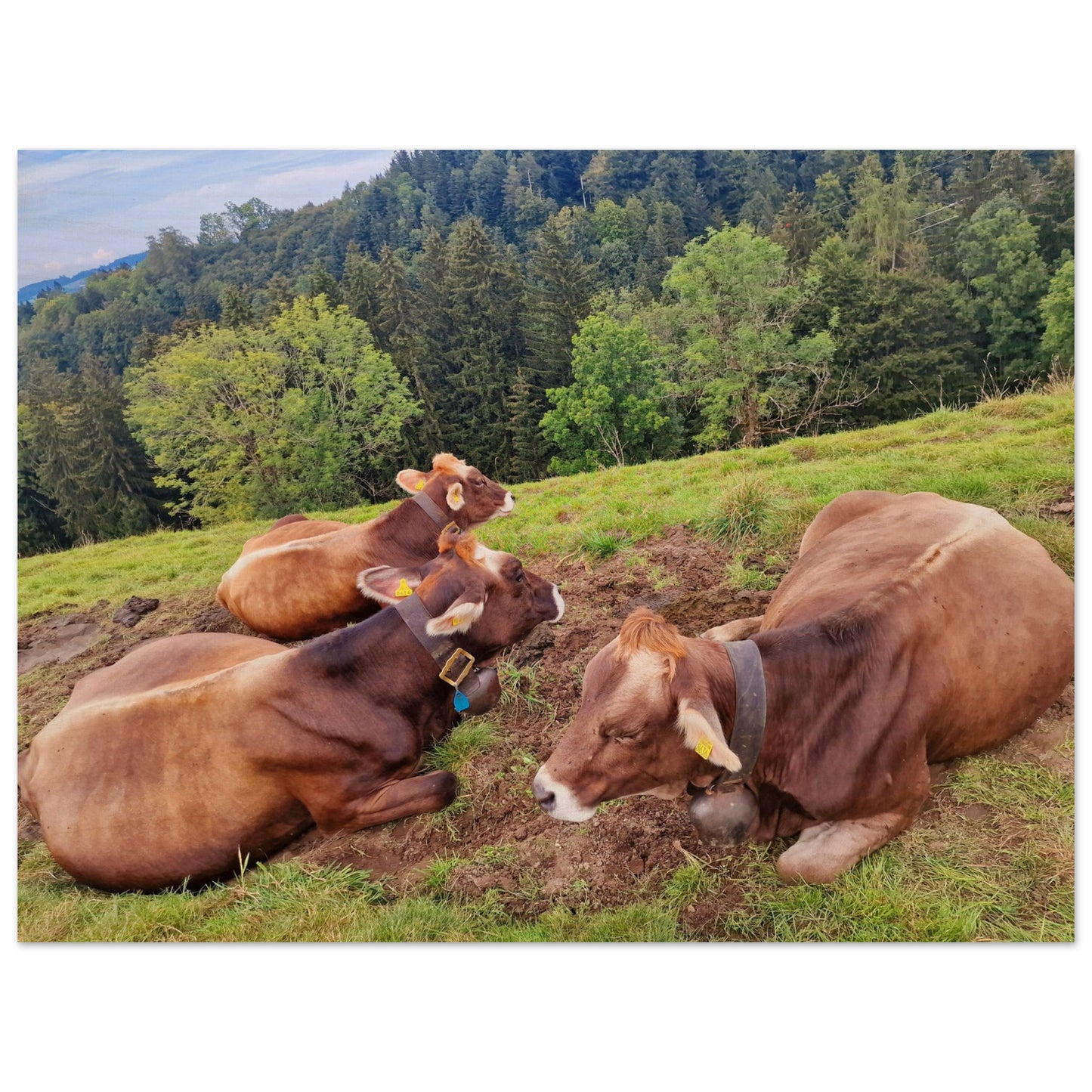 8d9cc474-46bd-4b10-8bd1-5700a0d50c77