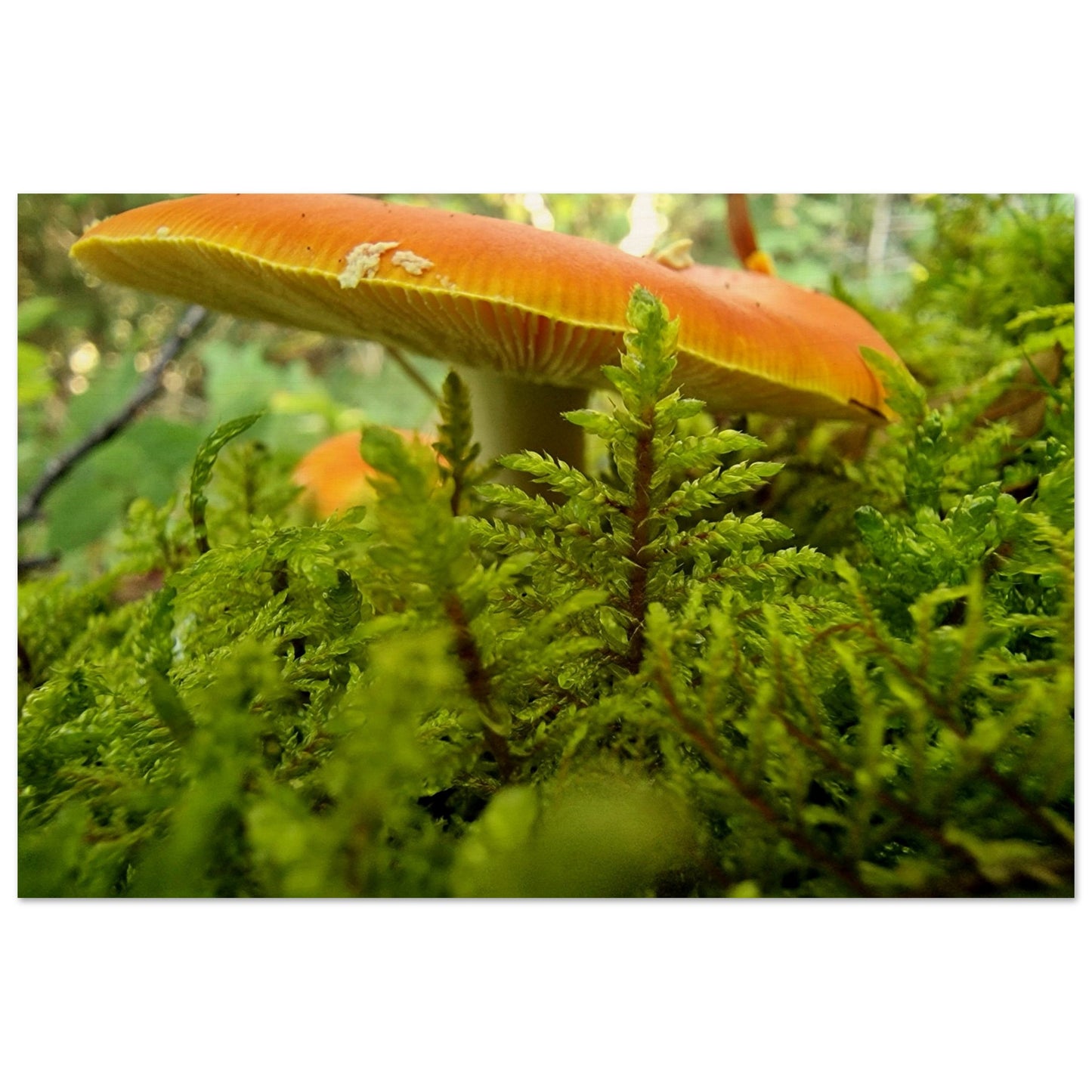 a54f7d3b-e927-4078-b5df-1560185939d6