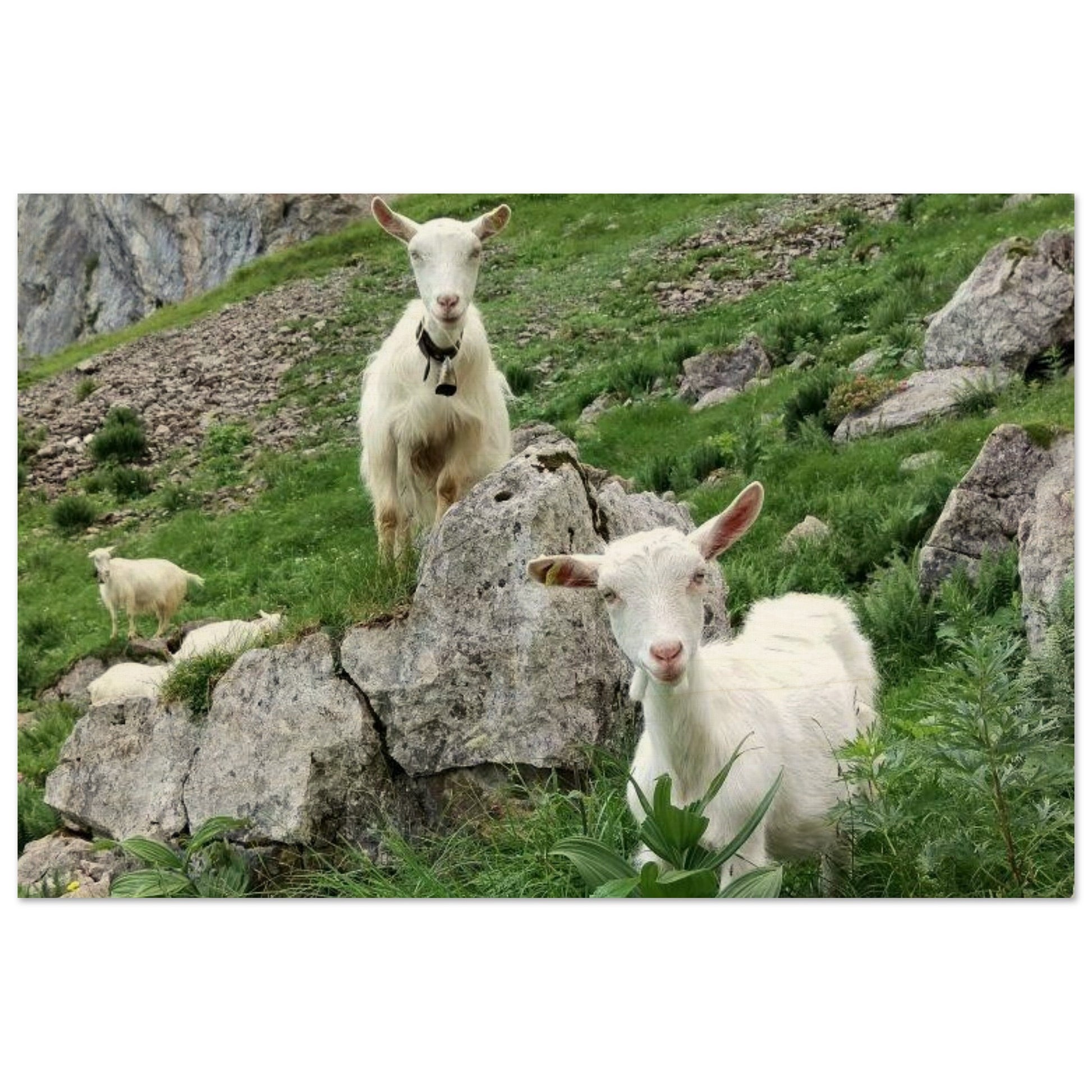 a598c8ed-be25-423f-87eb-8a6653319029