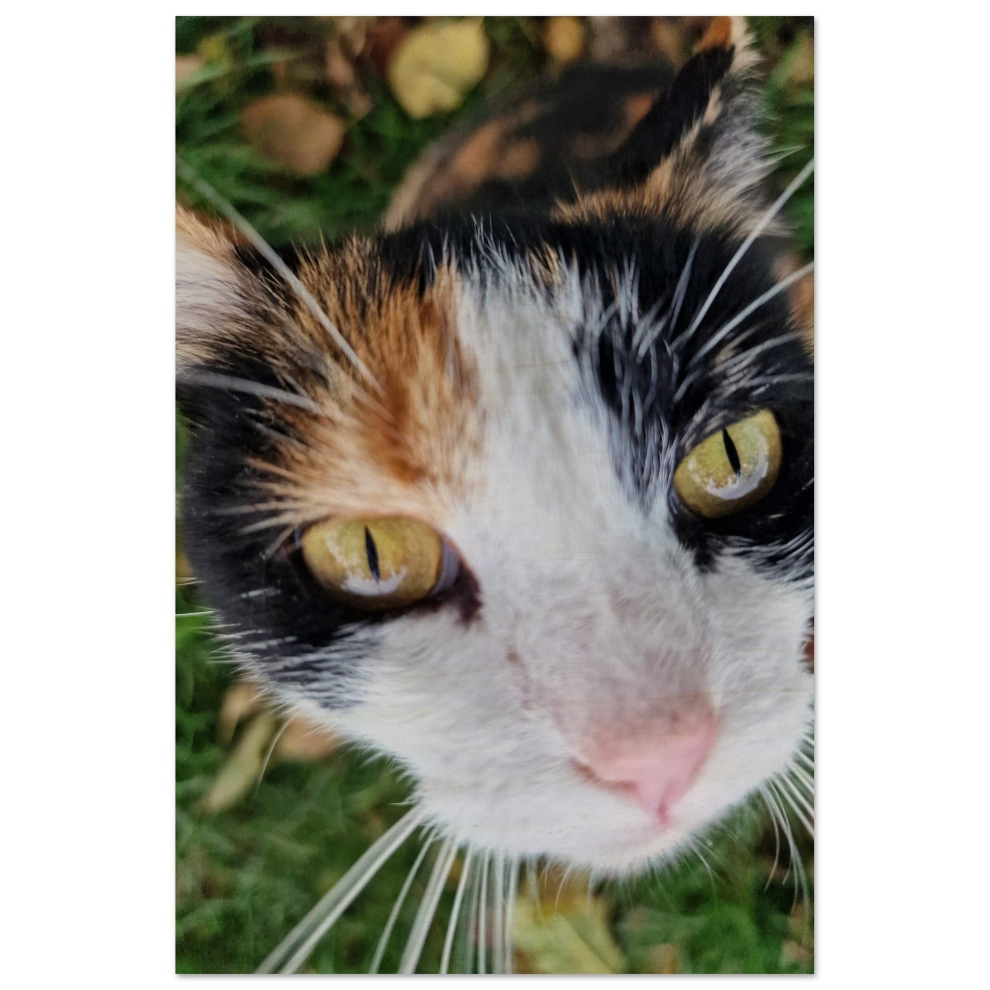 a710c89a-bd6d-4ec3-9de4-5c81fdc453f6