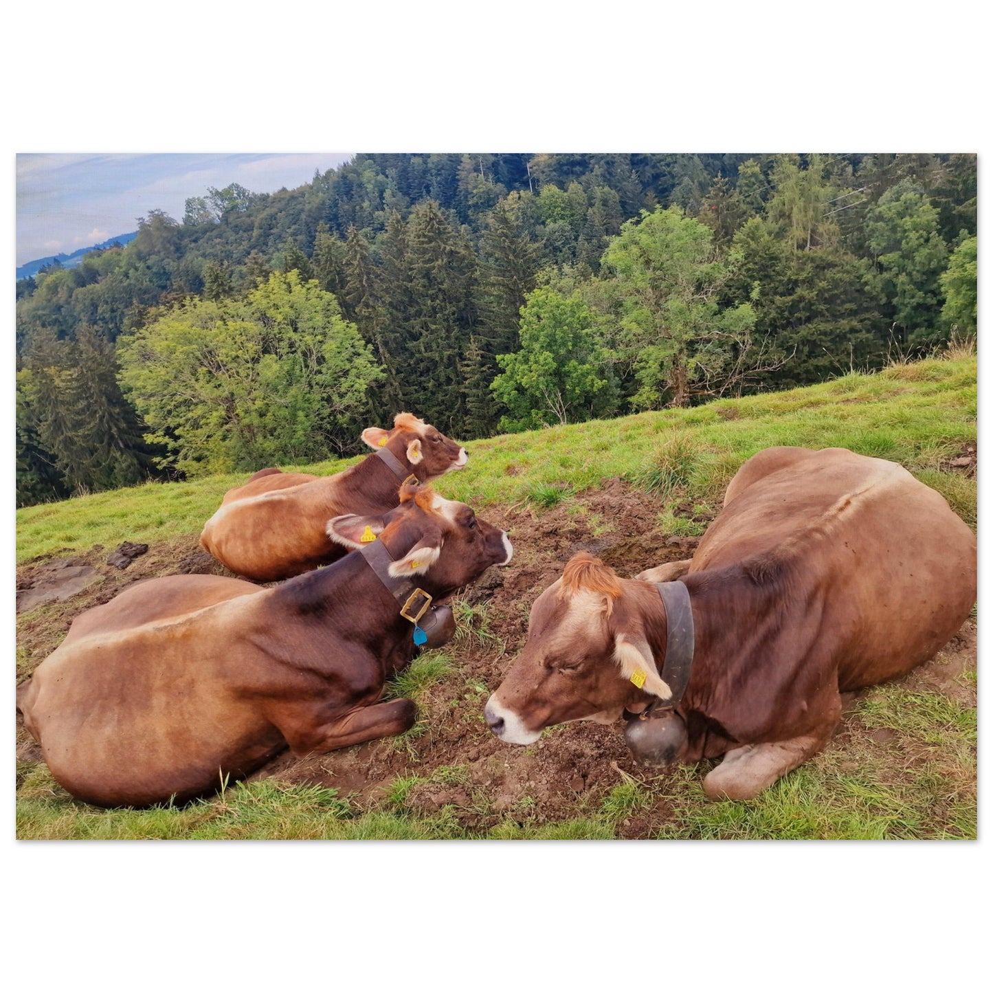 baa508b7-191f-4475-a154-31aebff375f9