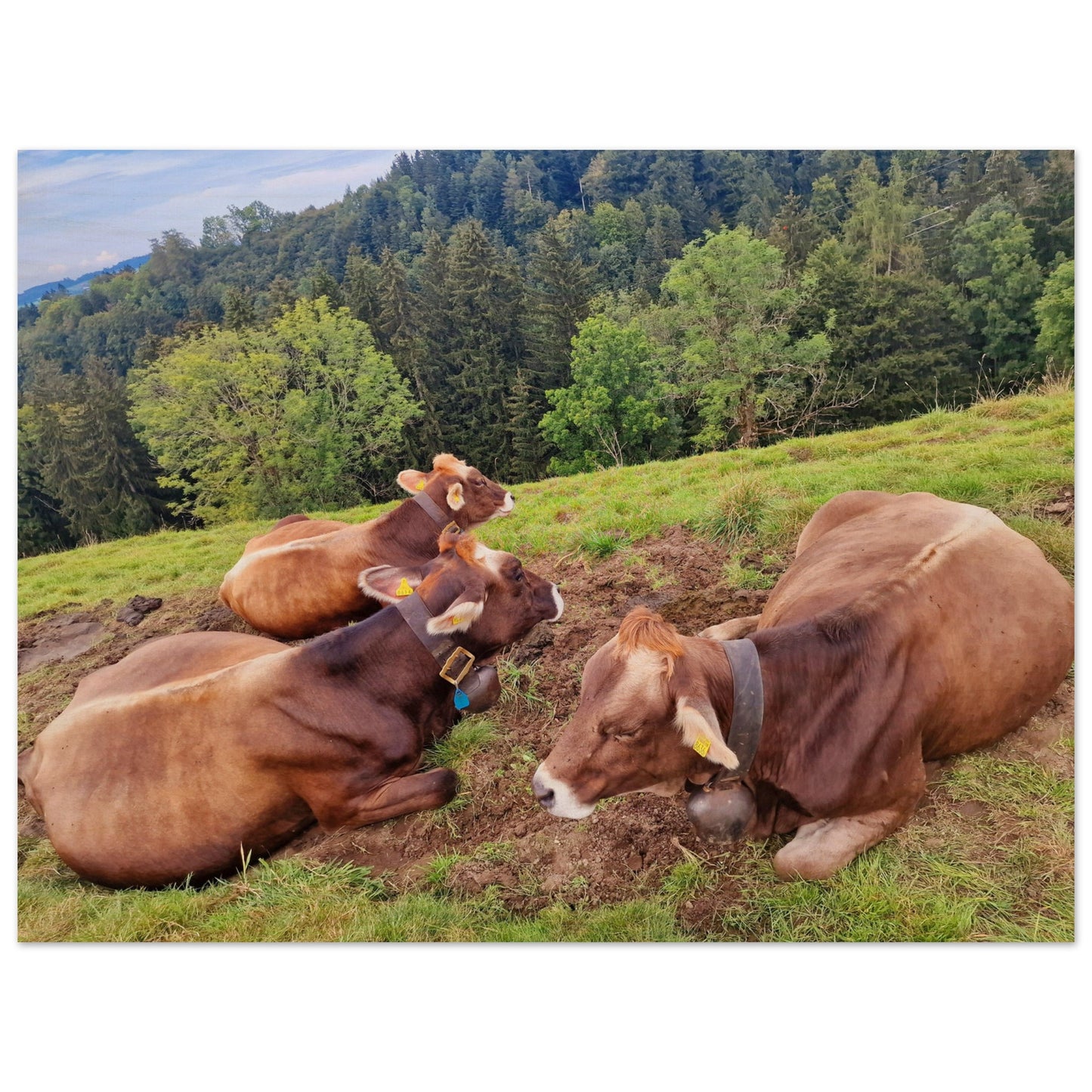 bcaa2a50-e096-46f8-b560-3a15bdaf1479