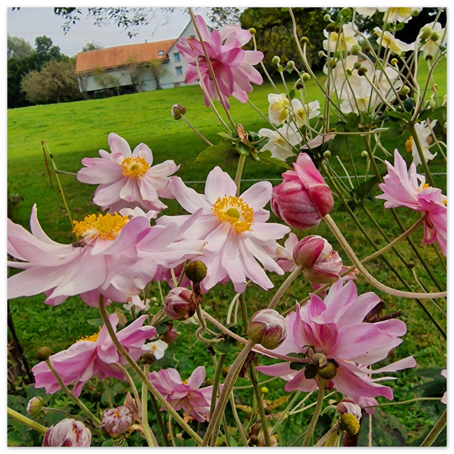 bcadd8bf-3346-4cc2-ad75-0e33ca20b38d