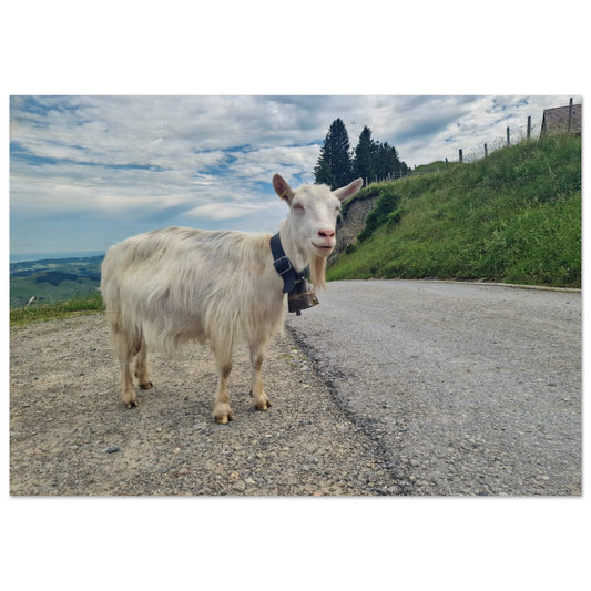 c3d653ac-1141-4ec9-be99-c0f958cad081