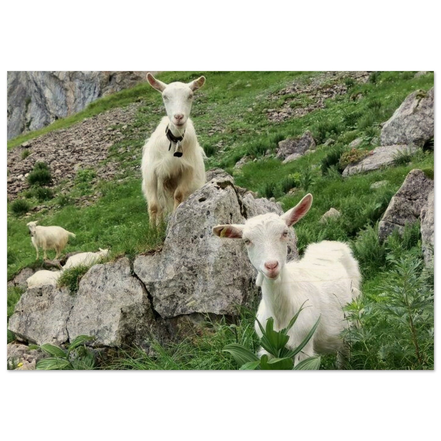 ceb05f6c-ae17-4046-b501-694021a7b989