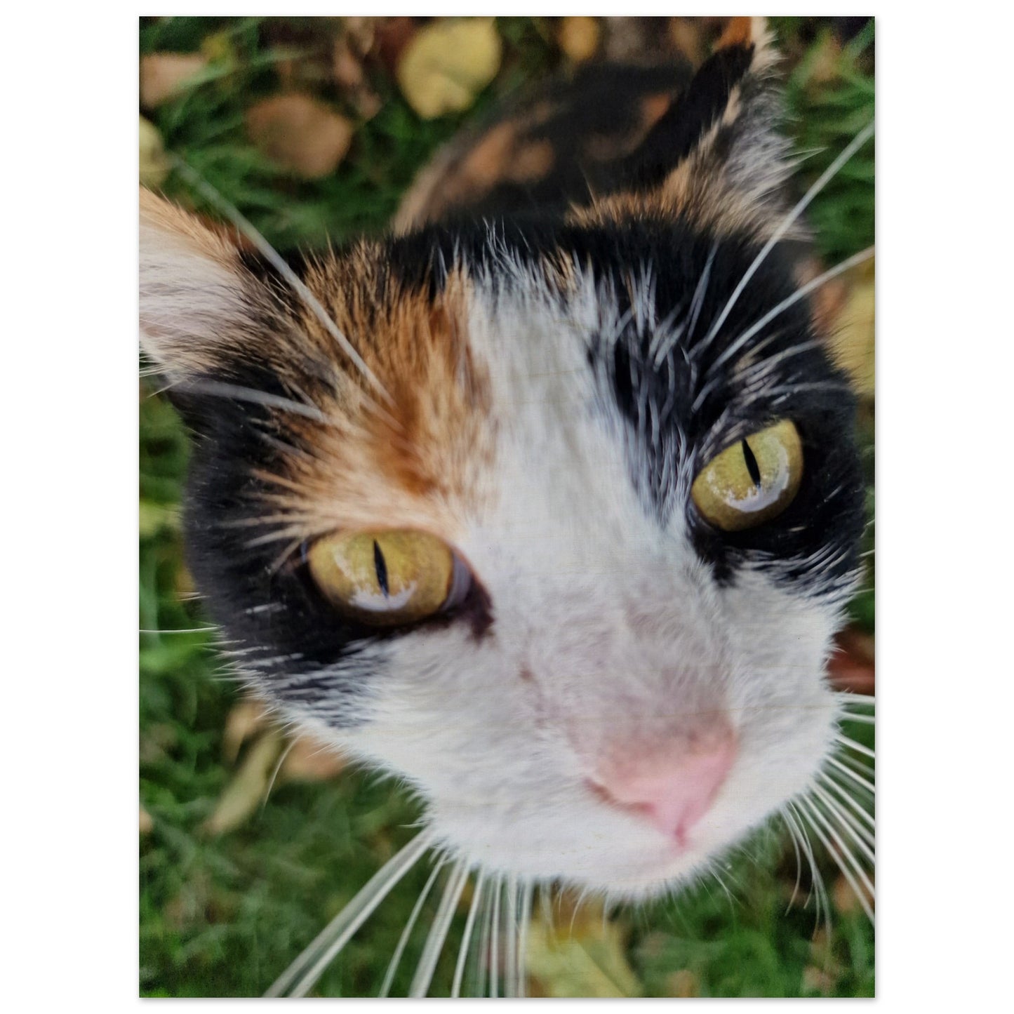 d52c9312-1b10-42ac-b696-de958b9d3892