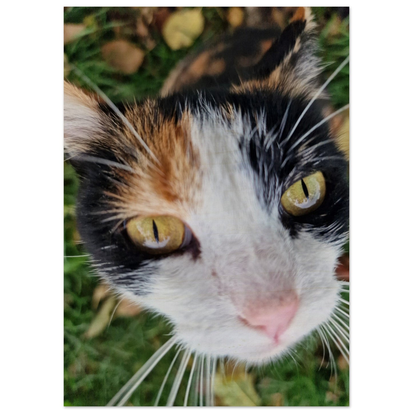 d60eca96-9812-4532-84cc-ec1a42b0e747