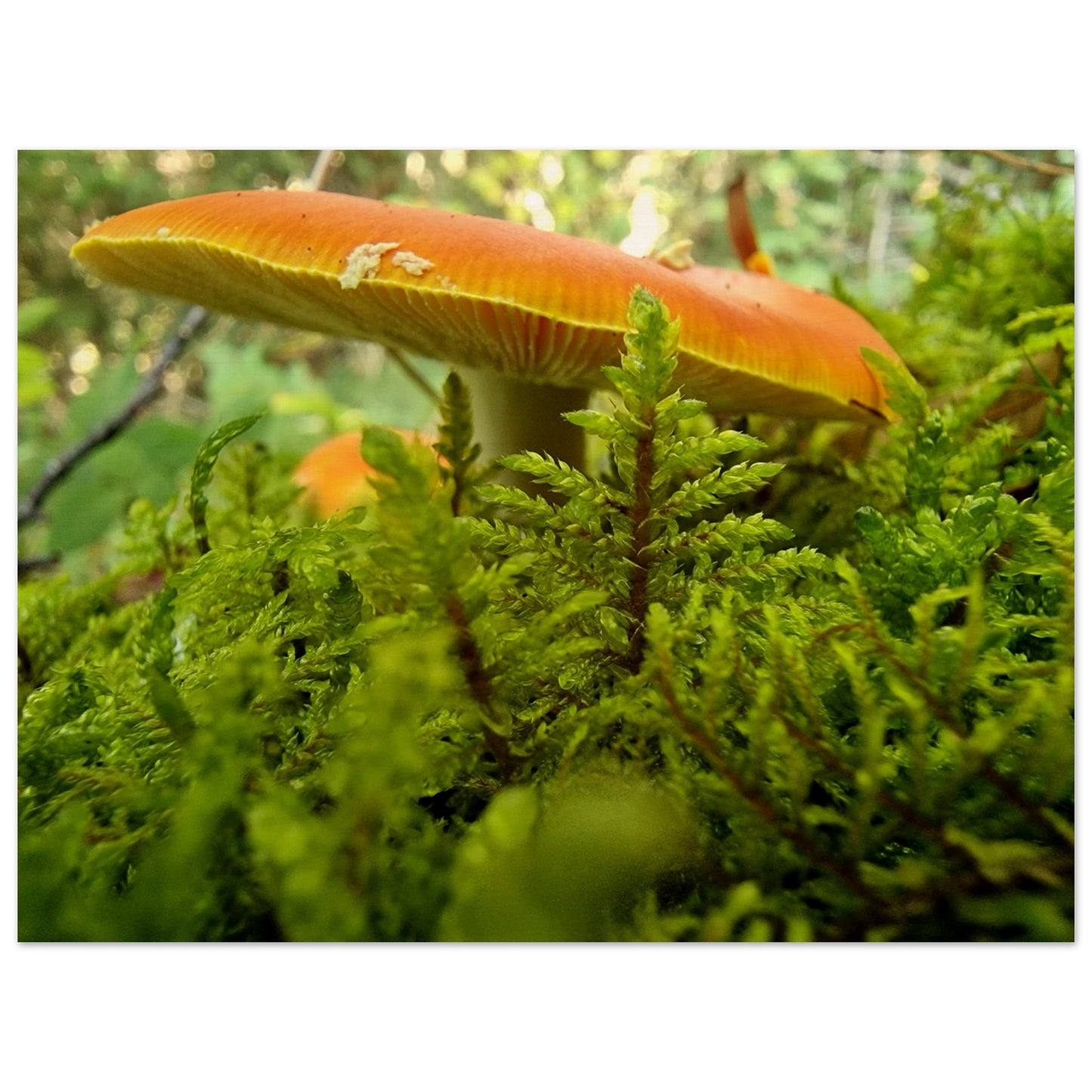 e061eab0-e9ca-41de-ad08-a4107cbf44f3