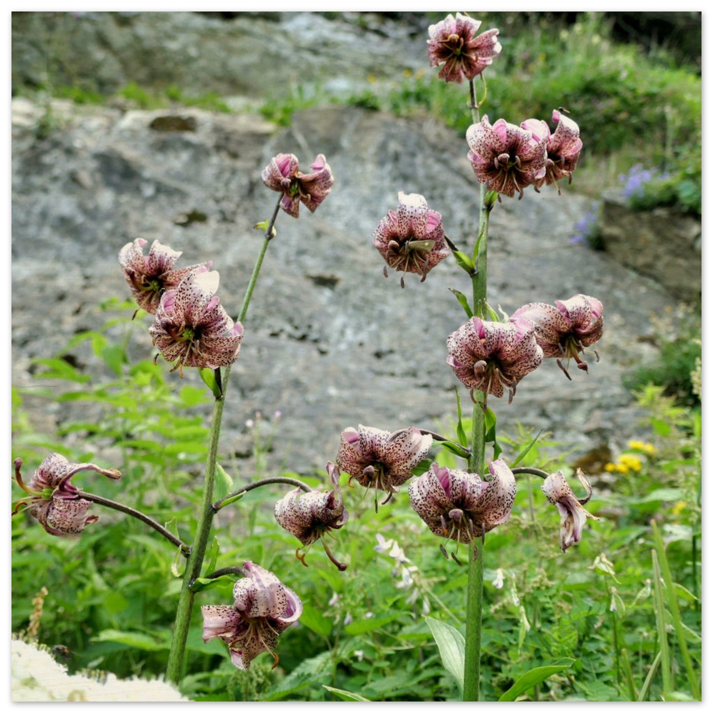 e392dc18-f103-4645-95b2-8d30ae836714