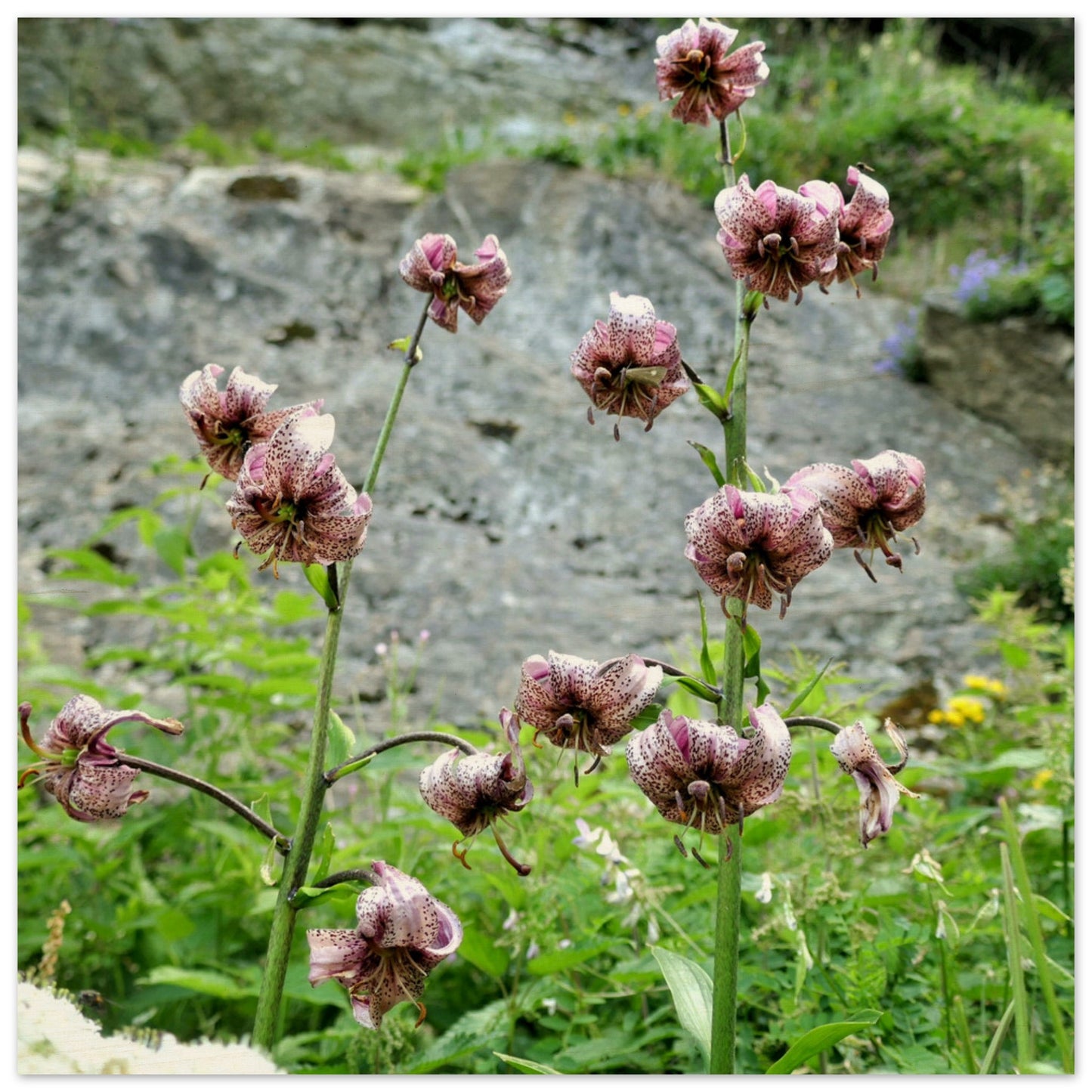 e4f6a897-3246-4d79-ac56-315cf55205ba