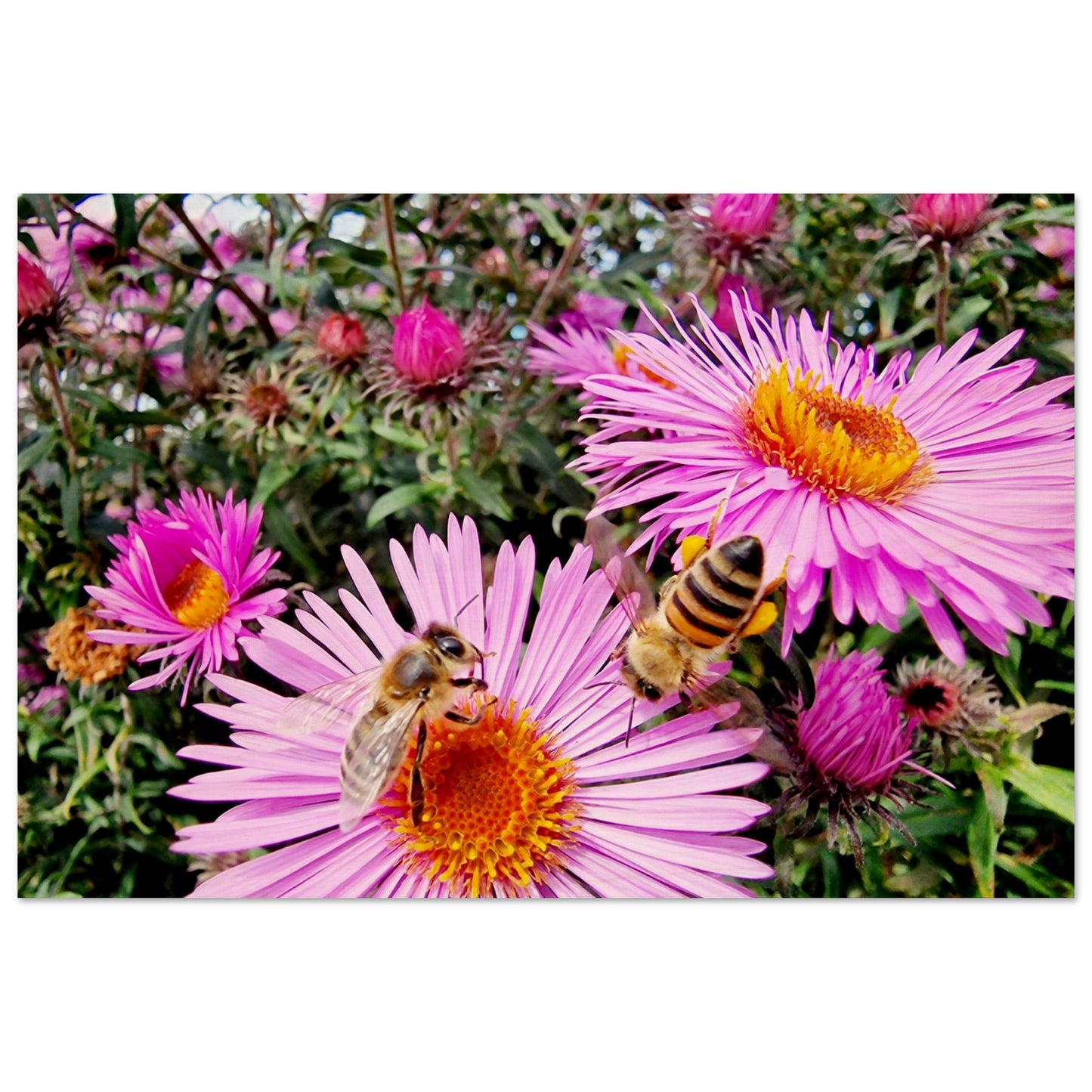 e95c1329-d610-4834-85da-c592e5752d54