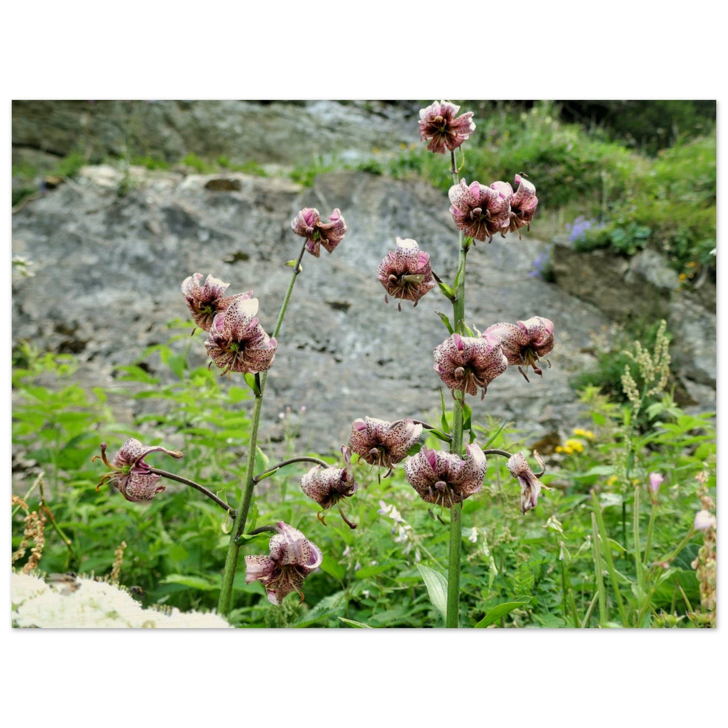 f9b6a265-e093-4ace-a80c-301557944ce5