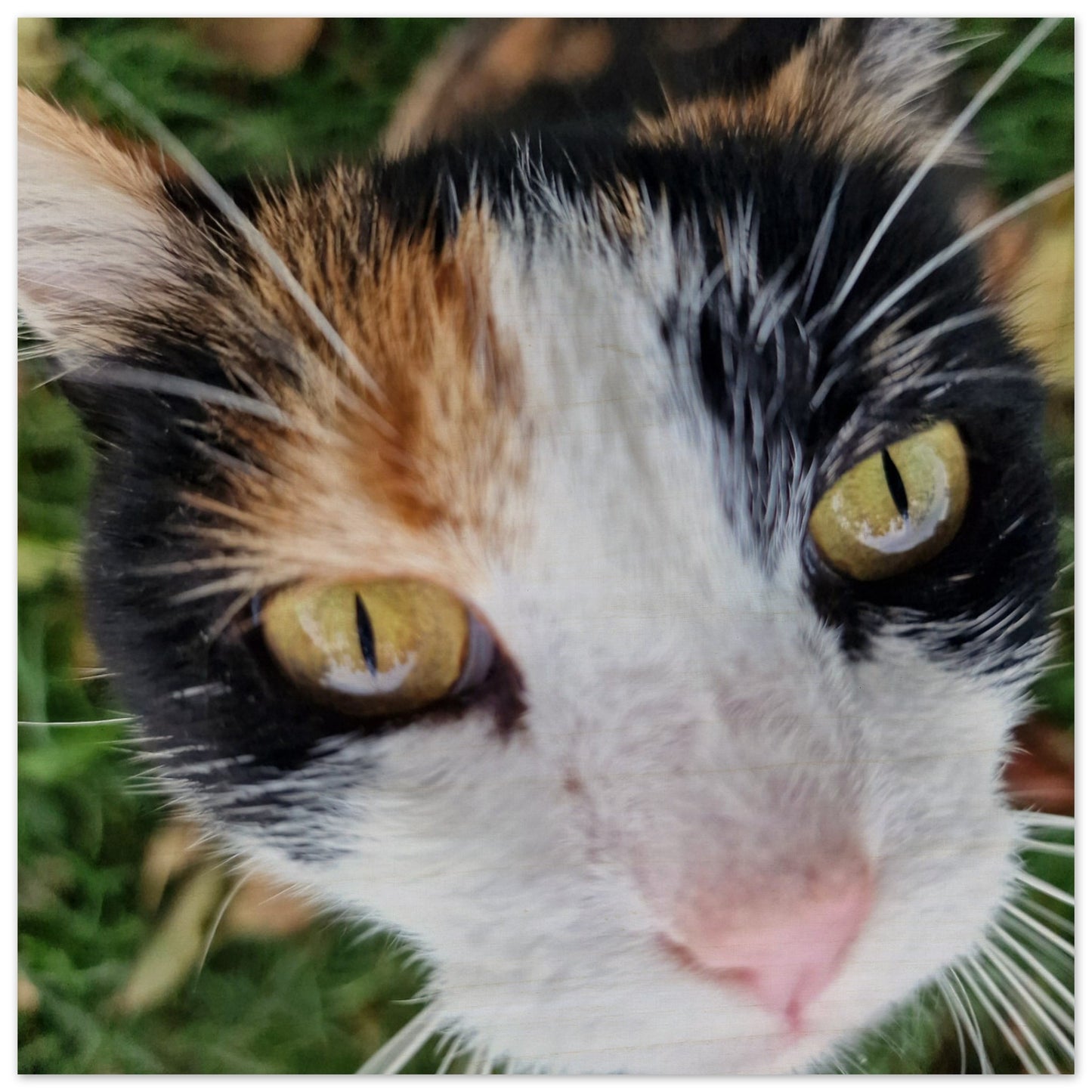 fc352165-bd41-4daa-859b-0a65f900e30f