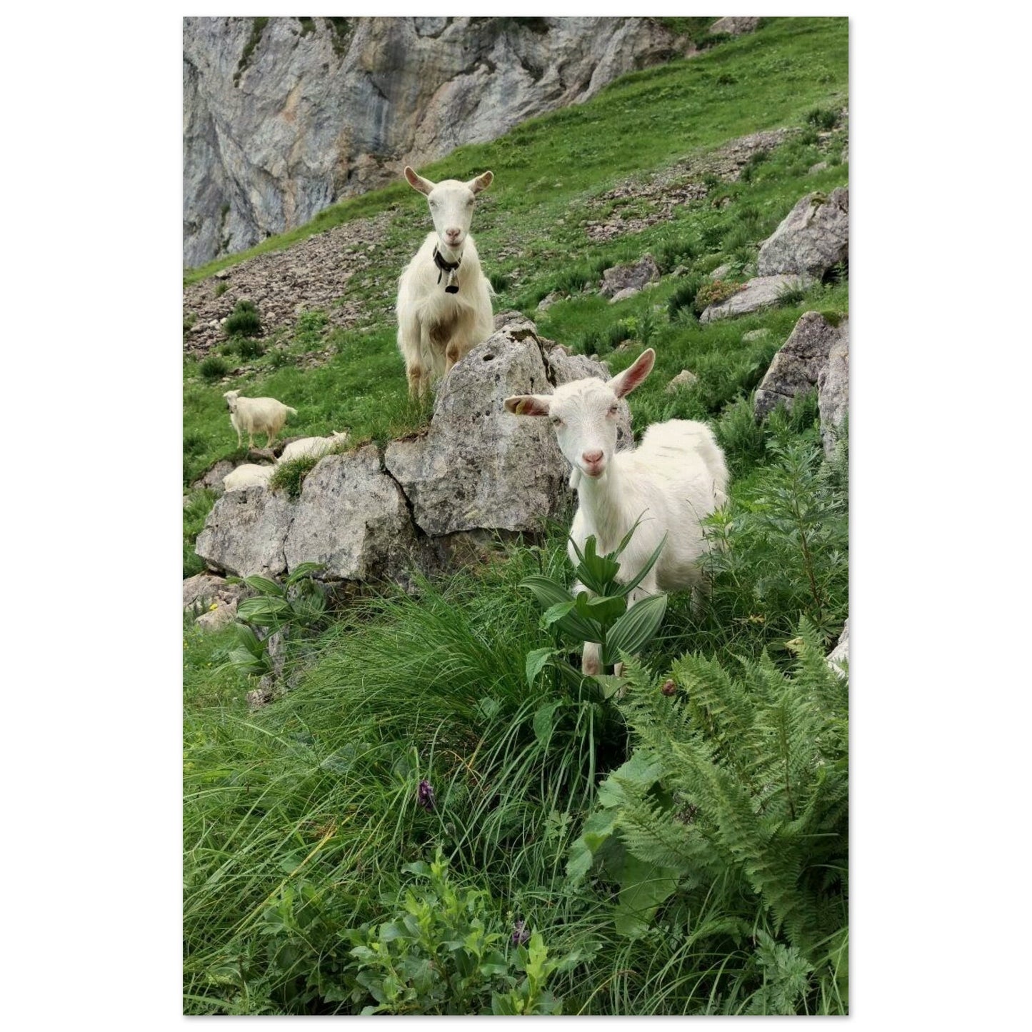 fcbad3c2-f004-4f69-8a9f-e44288ca8880